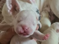 3 HAZİRAN DOĞUMLU BEYAZ MAVİ GÖZ FRENCH BULLDOG