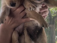 Safkan küt burun iri pati golden retriever yavrularımız