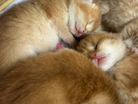 Neslinin En İyisi Golden NY12 British Shorthair Yavrular