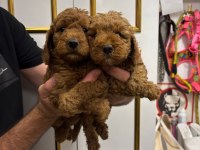 A kalite poodle bebekler