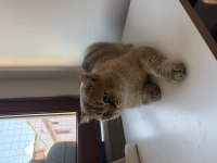 Dişi ve erkek kedimiz ücretsiz sahiplendirilecektir