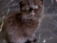 Scottish Fold Dünyalar Tatlısı