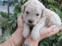 Dişi Erkek Maltipoo Yavrularımız
