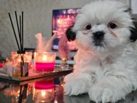 Shih Tzu Safkan Dişi-Erkek 2 aylık yavrularımız