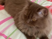 Cinnemon longhair kedimiz