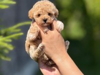 MİNNAK MALTİPOO YAVRULARIM YE YUVA ARIYORUM