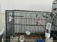 Forpus Takım (Blue Fallow, Pied)