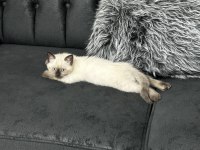 2,5 aylık erkek scottish fold