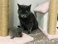 Kızımız british shorthair