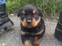 Sağlam Kan Hatlı Rottweiler Yavrular