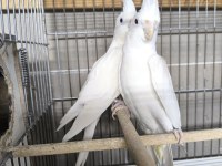 Albino Takım Sultan Papağanı
