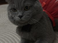 Scottish Fold Kedimi Ücretsiz Sahiplendirmek
