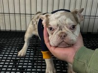Özel renk nadir french bulldog yavrular