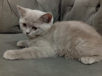 2.5 Aylık Dişi British Shorthair