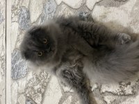 Yavrumun yavrusu british longhair