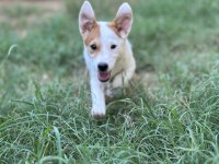 3 Aylık Safkan Erkek Jack Russell