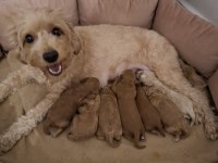 Fırsat Yavruları Bebek Yüzlü Maltipoo Poodle Ayarında