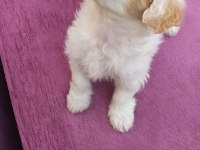 Maltese terrier 2 aylık yavrumuz