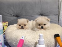 Üst düzey Mini Pomeranian Bebeklerimiz