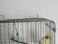 6 Aylık Sultan Papağanı