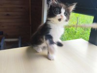 Tüm aşı ve belgeler ile eksiksiz kayıtlı şecereli maine coon