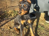 A kalite ırk garantili doberman