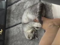 Sevimli tatlı oyun delisi british shorthair