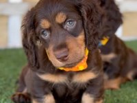 CHOCOLATE AND TAN LONG HAİR DACSHUND BEBEKLERİMİZ