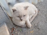 Erkek colorpoınt varyetelerine