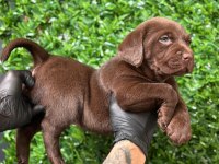 Ruhsatlı Çiftlikten a kan Labrador yavruları