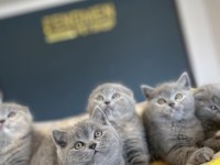 SCOTTISH FOLD YAVRULARI ANKARA MAGAZAMIZDA CANLI GÖRÜN