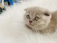 Güzeller Güzeli Scottish Fold Mia