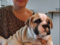 ORİJİNAL IRK INGILIZ BULLDOG YAVRULARIMIZ