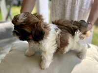 Anne altından saf kan shih tzu yavrular
