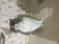 British longhair güzel kızımıza yuva arıyoruz