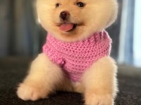 TATLI POMERANİAN BOO YAVRU