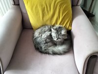 Sahiplendirilecek 3 yaşında kedimiz