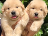 Golden Retriever Puppies