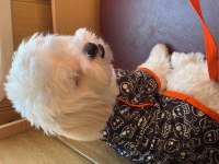 Maltese Terrier 8 aylık