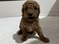 Sevımlı Poodle Mınıkler
