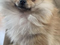 Kahverengi dişi pomeranian boo