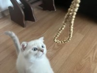 SCOTTİSH FOLD DEĞERİNİN ALTINDA VERİLECEK