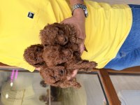Minyatür toy poodle