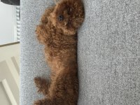 Köpeğimiz Kukiiii