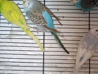 Deneyimli yetişkin muhabbet kuşlar