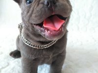 Egzotic French Bulldog Yavruları İzmir