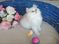 1 Nisan doğumlu dişi british longhair