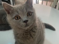 Tombik kedimiz mücomuz yuva arıyor