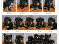 Safkan şecereli aman çoban köpeği