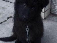 Şecereli Siyah Alman Çoban Köpeği